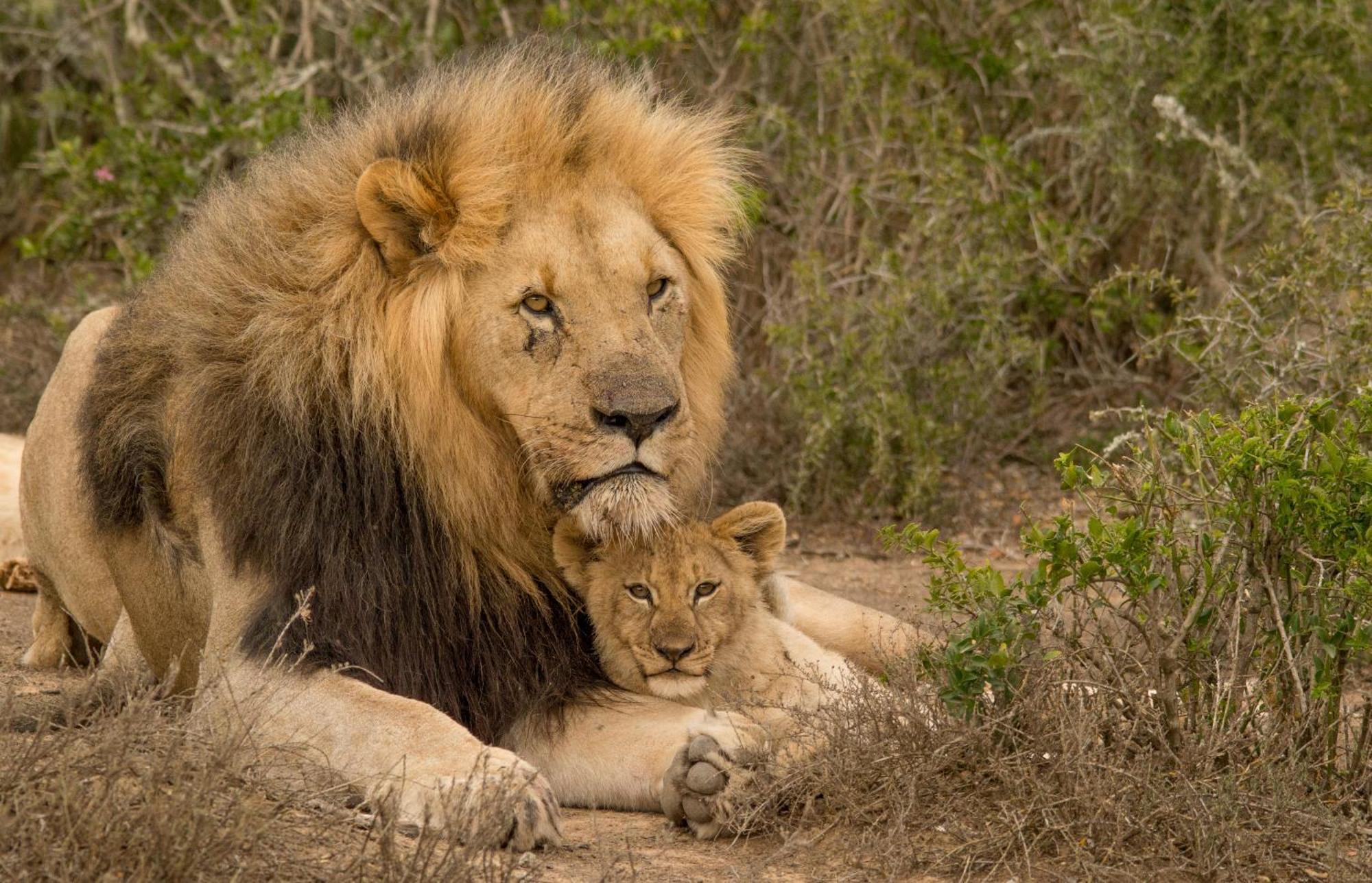 Kwandwe Private Game Reserve - Melton Manor เกรแฮมส์ทาวน์ ภายนอก รูปภาพ