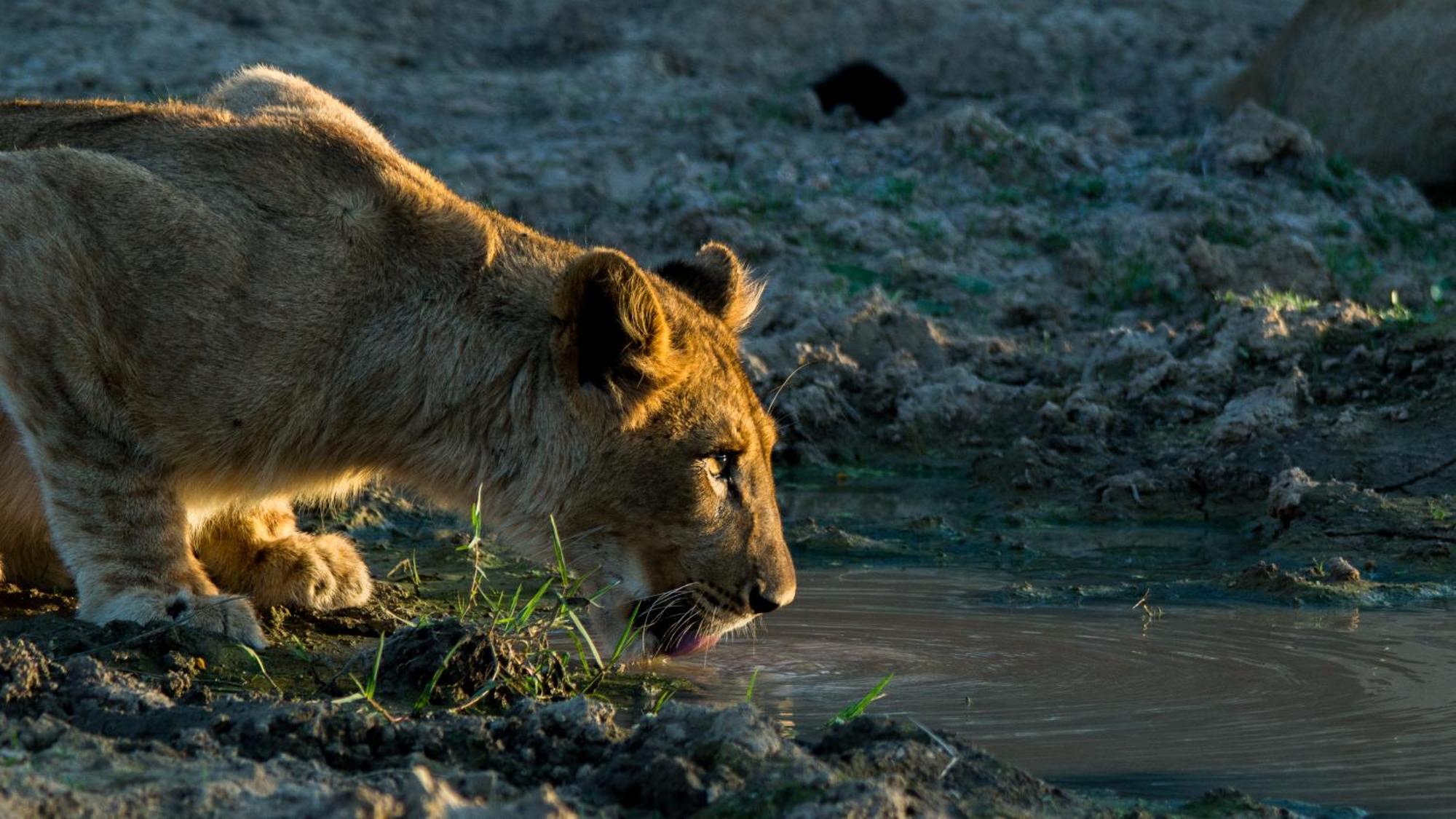 Kwandwe Private Game Reserve - Melton Manor เกรแฮมส์ทาวน์ ภายนอก รูปภาพ