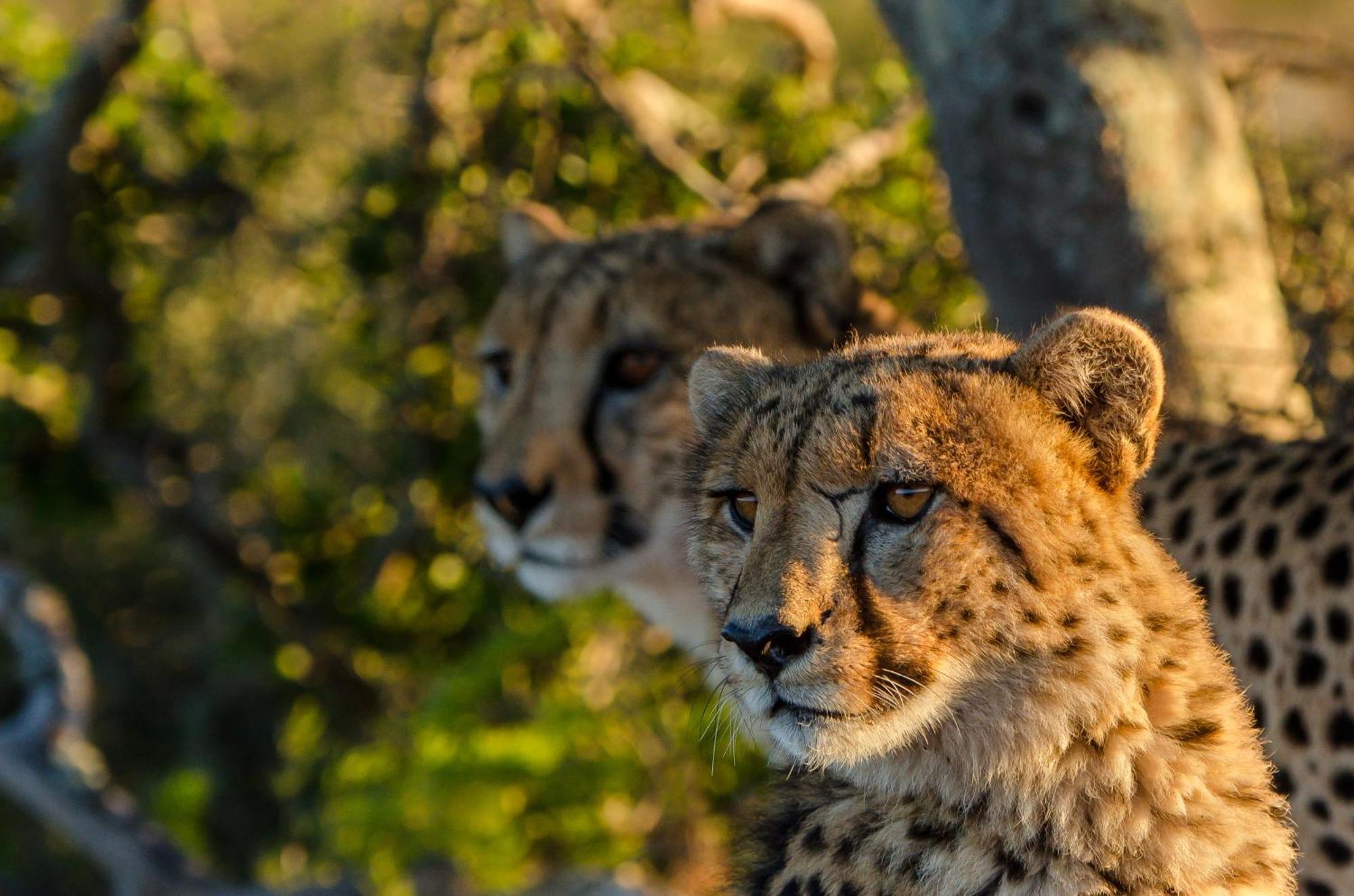 Kwandwe Private Game Reserve - Melton Manor เกรแฮมส์ทาวน์ ภายนอก รูปภาพ