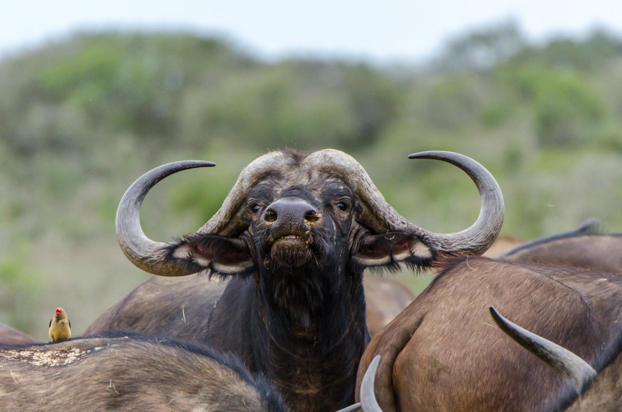Kwandwe Private Game Reserve - Melton Manor เกรแฮมส์ทาวน์ ภายนอก รูปภาพ