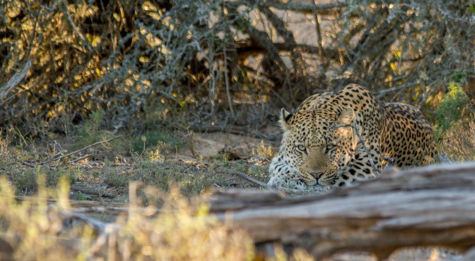 Kwandwe Private Game Reserve - Melton Manor เกรแฮมส์ทาวน์ ภายนอก รูปภาพ