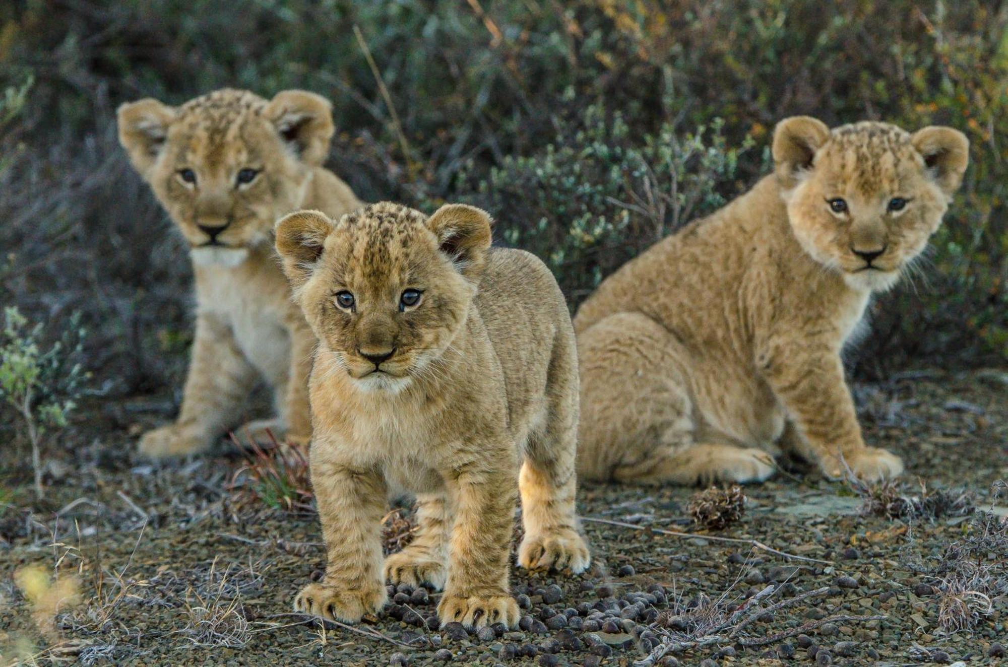 Kwandwe Private Game Reserve - Melton Manor เกรแฮมส์ทาวน์ ภายนอก รูปภาพ