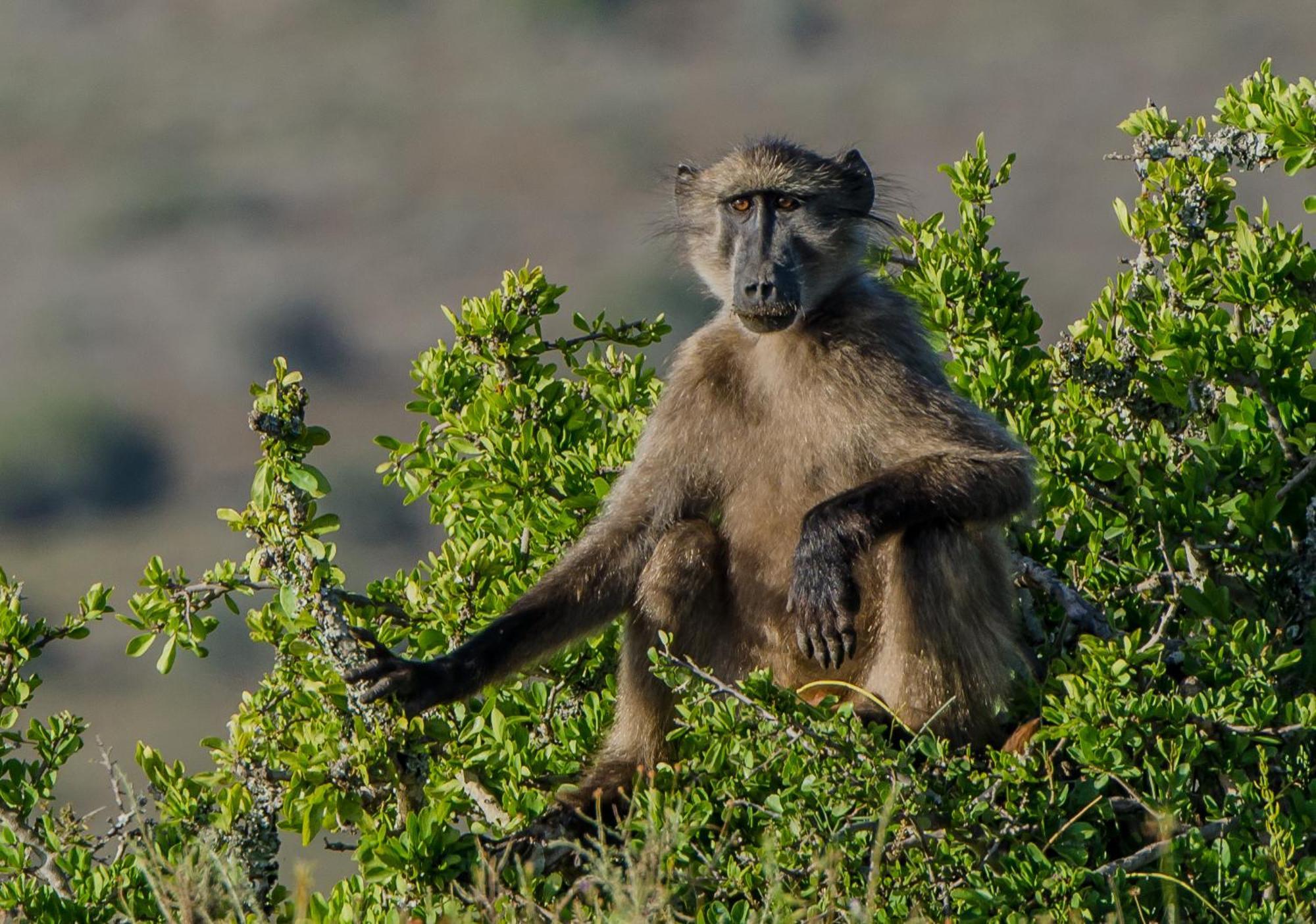 Kwandwe Private Game Reserve - Melton Manor เกรแฮมส์ทาวน์ ภายนอก รูปภาพ