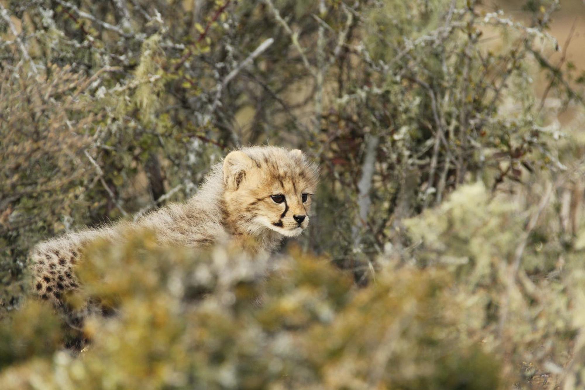 Kwandwe Private Game Reserve - Melton Manor เกรแฮมส์ทาวน์ ภายนอก รูปภาพ