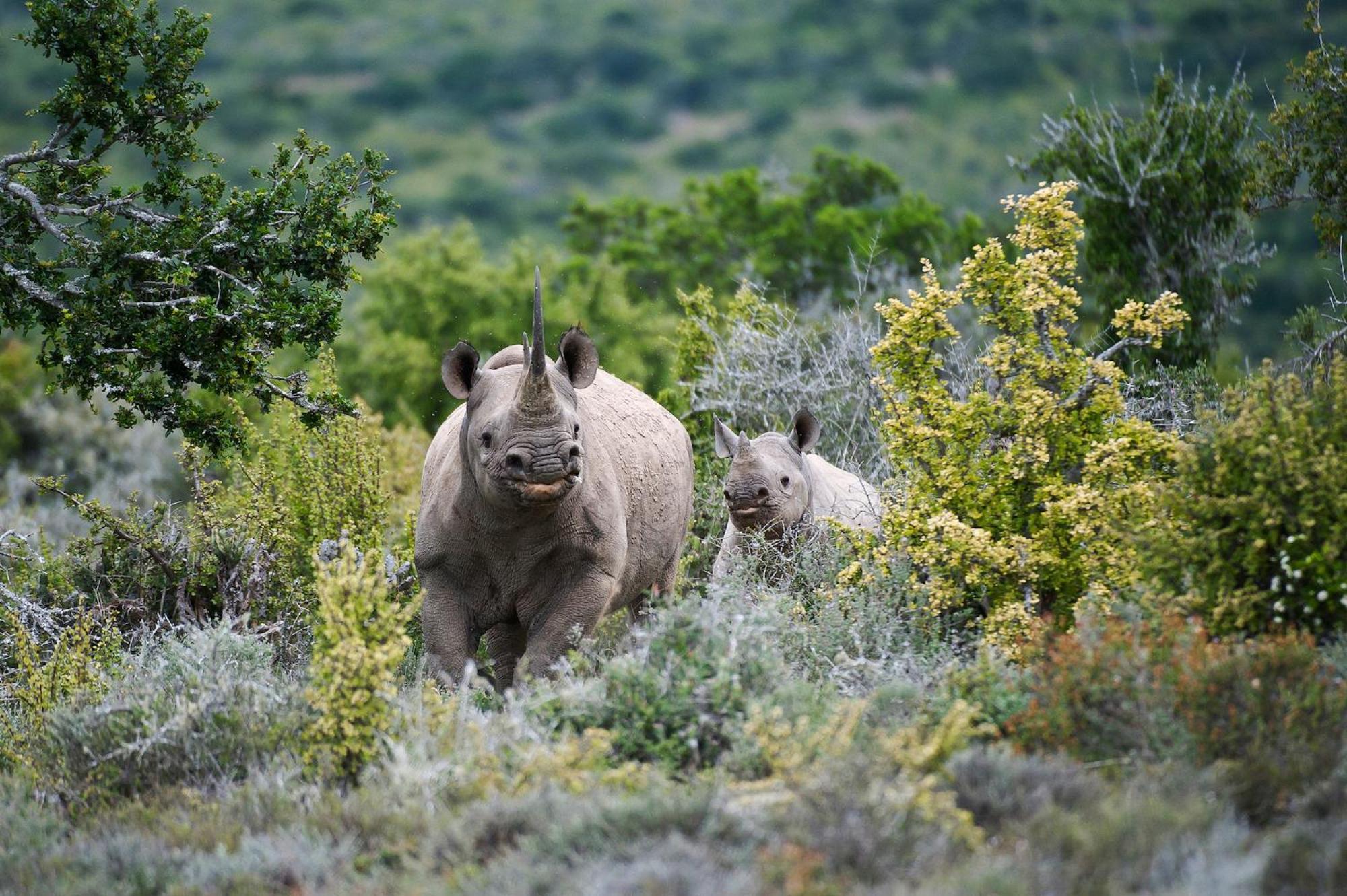 Kwandwe Private Game Reserve - Melton Manor เกรแฮมส์ทาวน์ ภายนอก รูปภาพ
