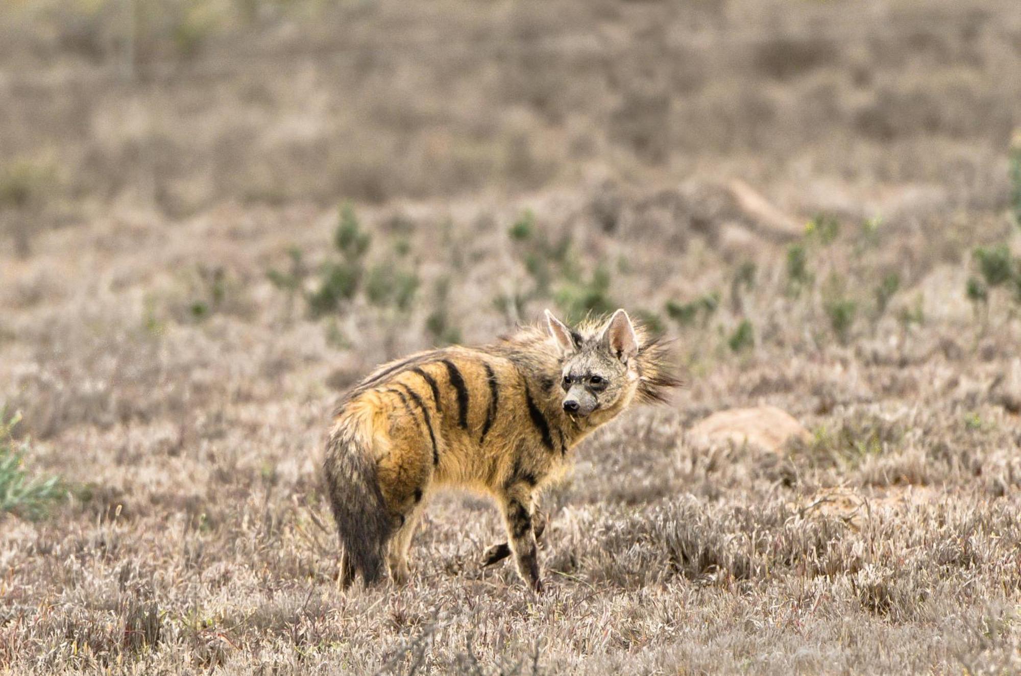Kwandwe Private Game Reserve - Melton Manor เกรแฮมส์ทาวน์ ภายนอก รูปภาพ