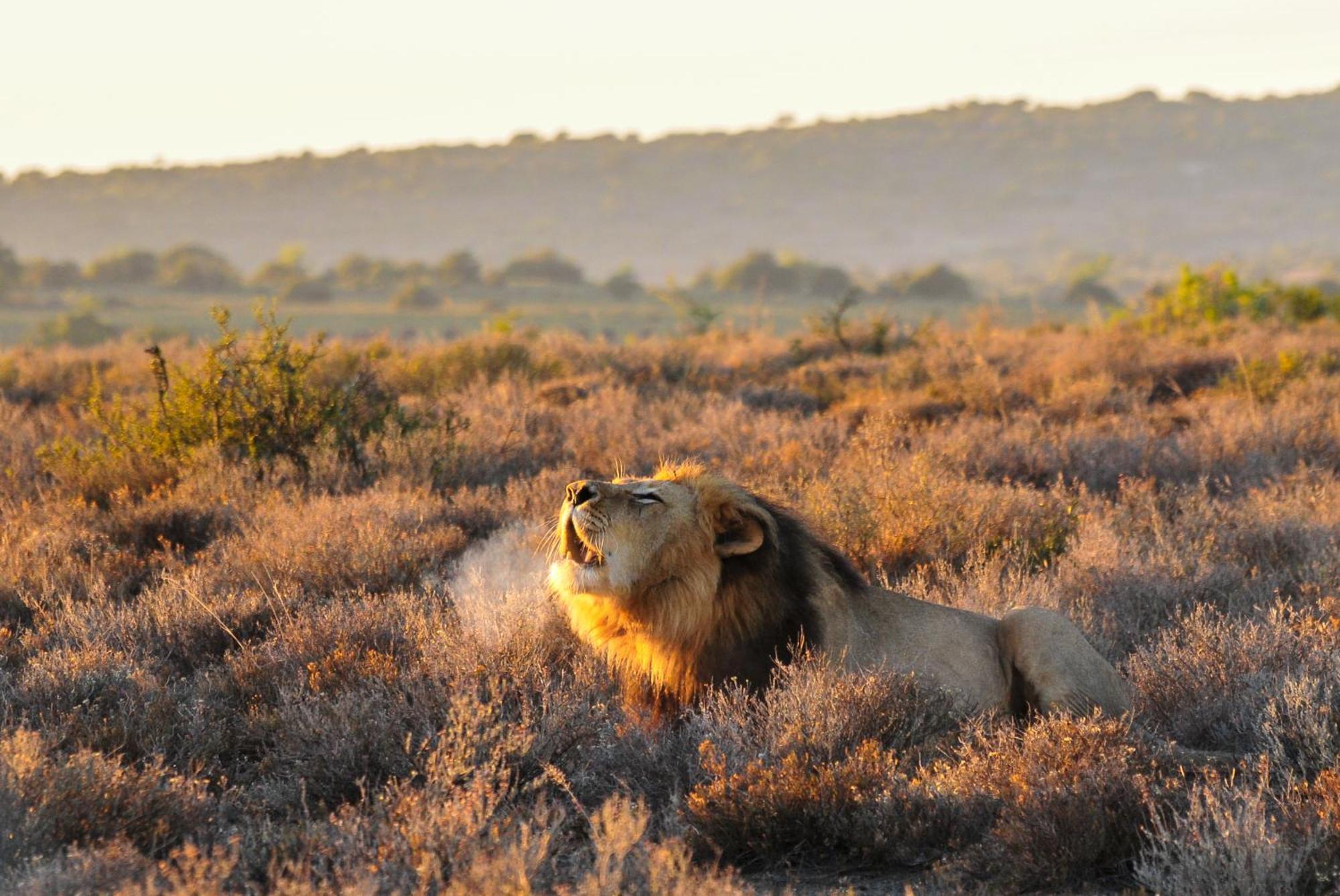 Kwandwe Private Game Reserve - Melton Manor เกรแฮมส์ทาวน์ ภายนอก รูปภาพ