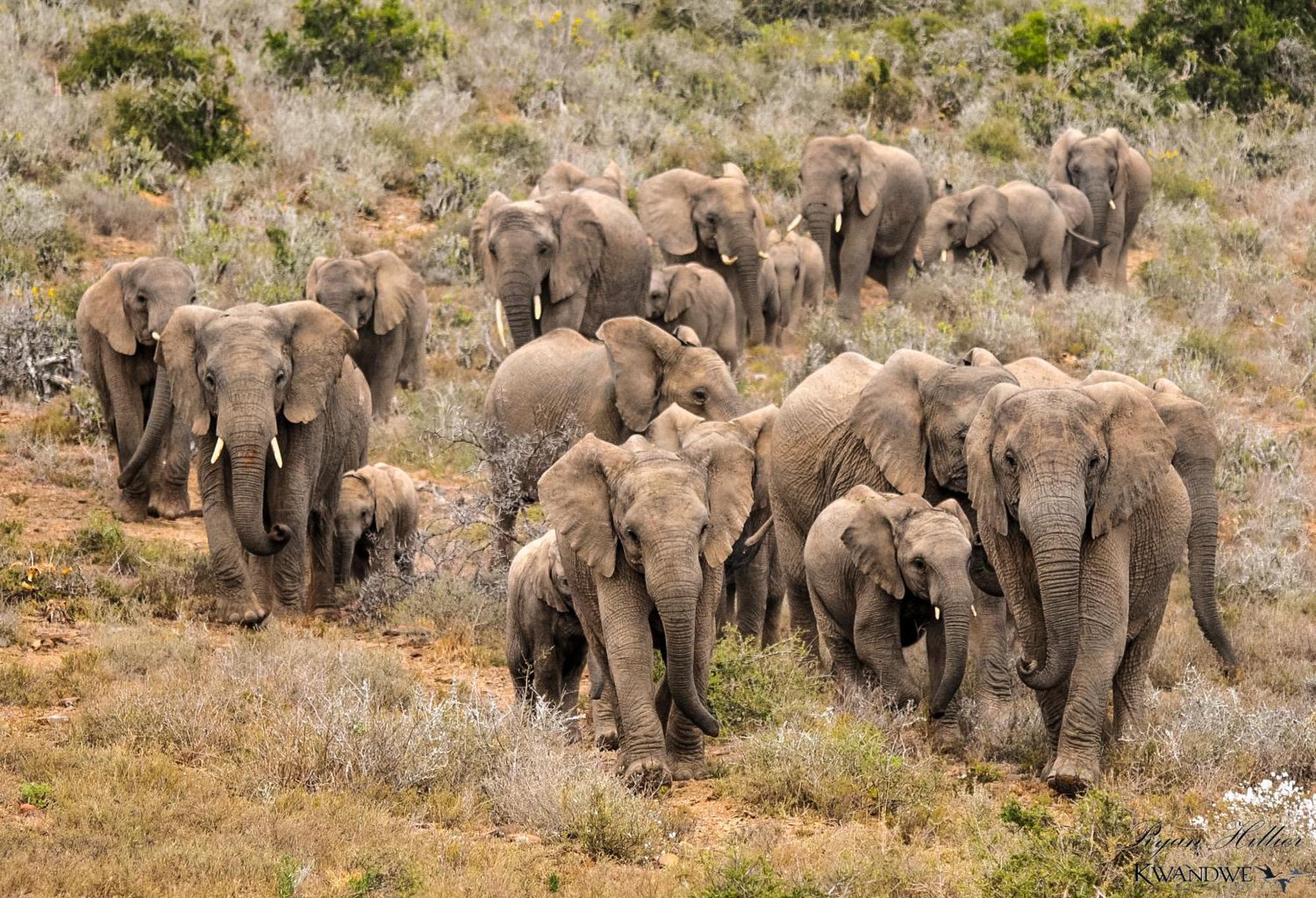 Kwandwe Private Game Reserve - Melton Manor เกรแฮมส์ทาวน์ ภายนอก รูปภาพ