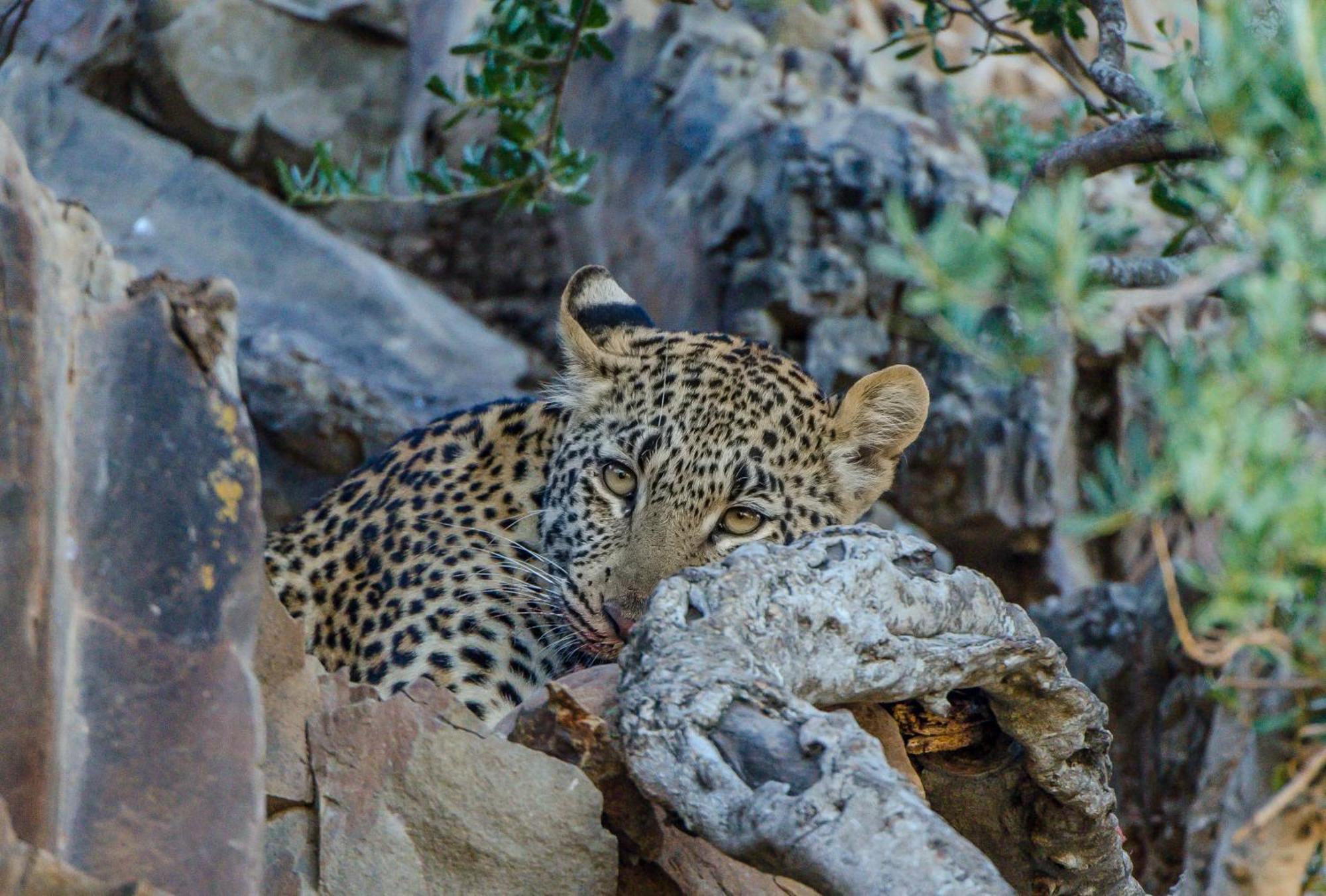 Kwandwe Private Game Reserve - Melton Manor เกรแฮมส์ทาวน์ ภายนอก รูปภาพ