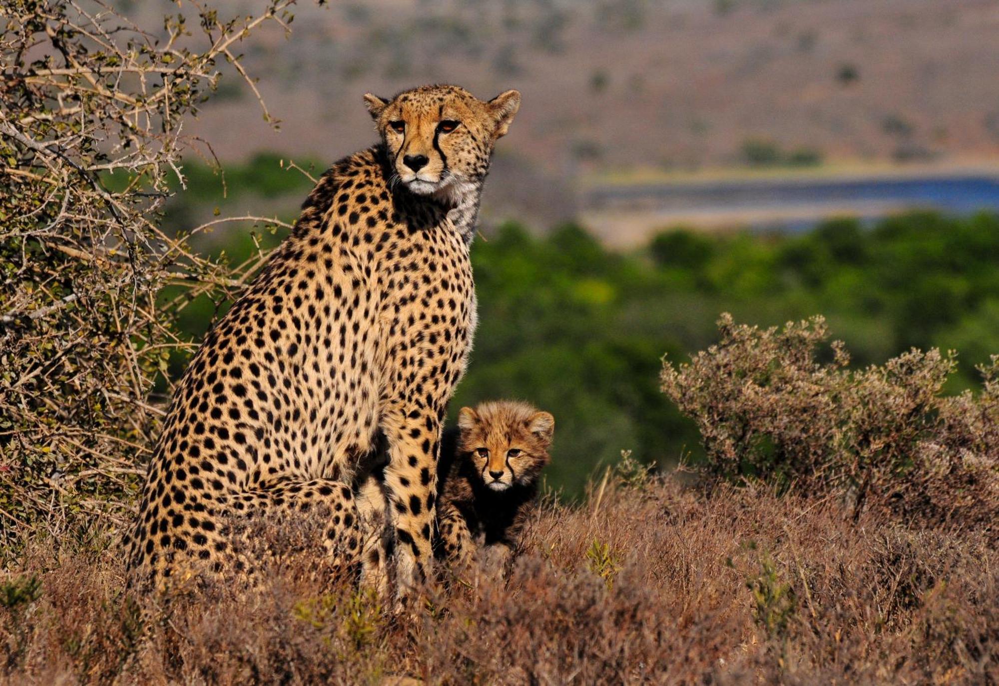 Kwandwe Private Game Reserve - Melton Manor เกรแฮมส์ทาวน์ ภายนอก รูปภาพ
